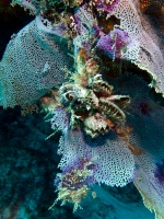 Frond Oysters IMG 3150